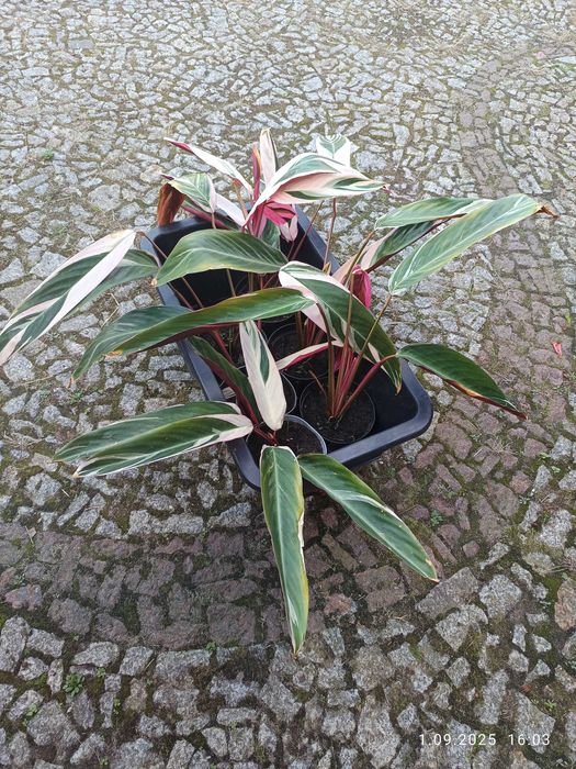 Stromanthe Triostar
