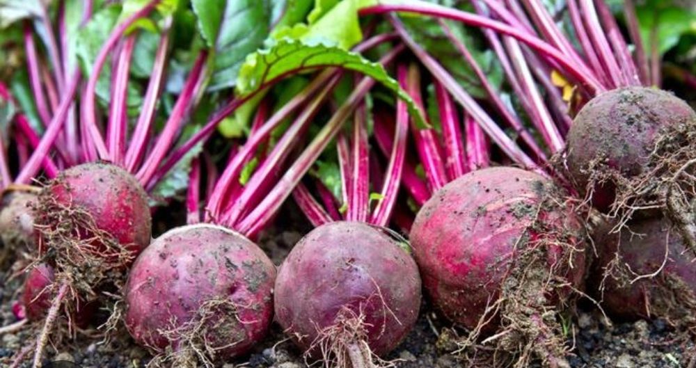 Sprzedam warzywa ekologiczne