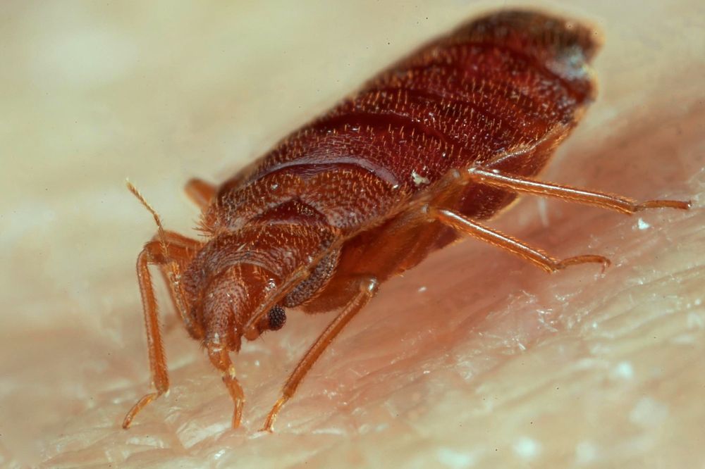 Usuwanie  Tępienie Likwidacja pluskwy Dezynsekcja odpluskwianie