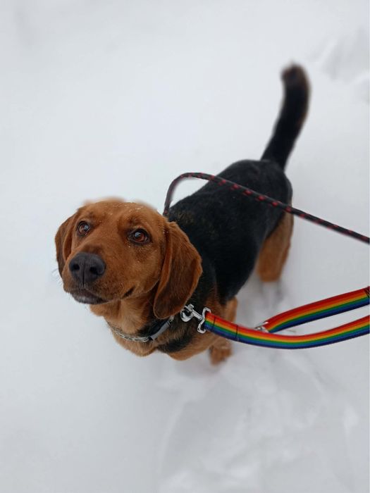 Kłapoucha, pogodna i energiczna Beza