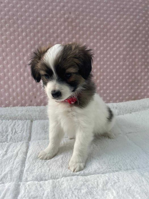 spaniel kontynentalny, phalene, ćma, nie papillon, suczka, ZKwP, FCI