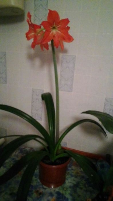 Лилия комнатная (гиппеаструм)