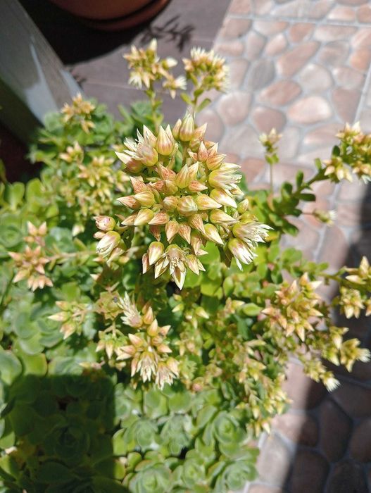 Suculenta rosa pequena/eonium kiwi