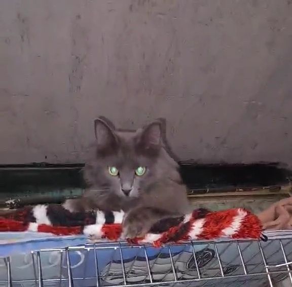 Отдам серую пушистую кошку породы нибелунг, стерилизована, 1 год