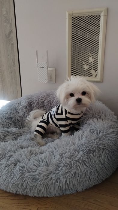 2 ubranka maltańczyk york XS