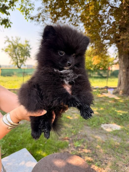 Szpic miniaturowy pomeranian kolor czarny i biały