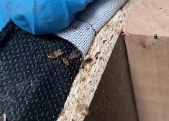 Desinfestacao PERCEVEJO BARATAS RATOS TERMITAS PULGAS