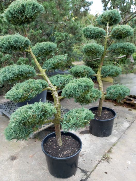 Bonsai z jałowca sprzedam