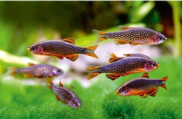 Microrasbora Galaxy 2cm