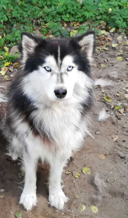 Pies Husky szuka domu