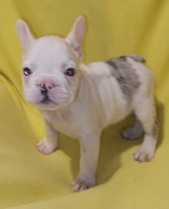 Продам щенка французского бульдога