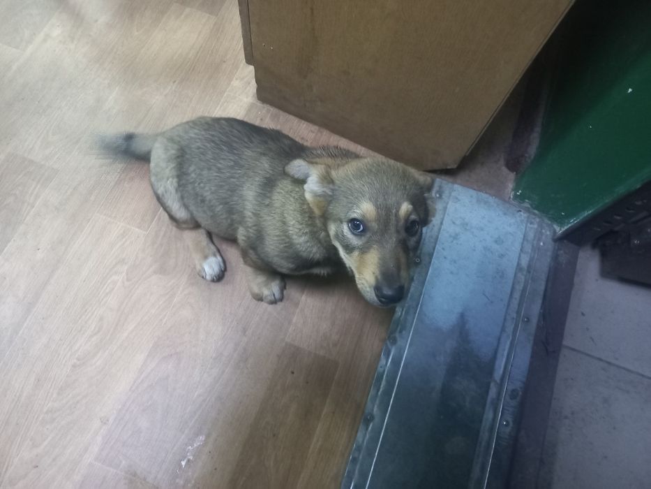 Щеночек ищет дом