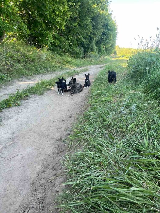 Віддам цуценят в хороші руки