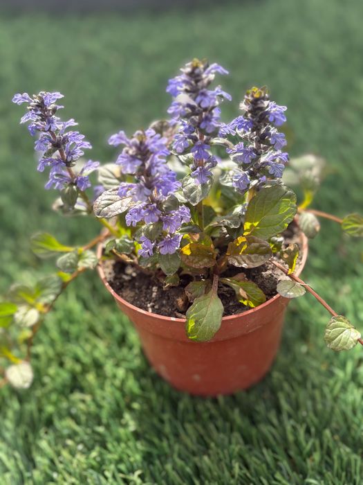 Planta  Ajuga reptans Atropurpurea 1€  e  hera