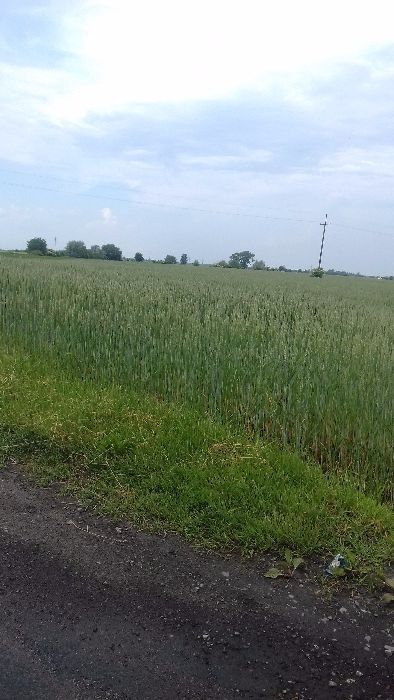 sprzedam pszenice dla kur gołębi
