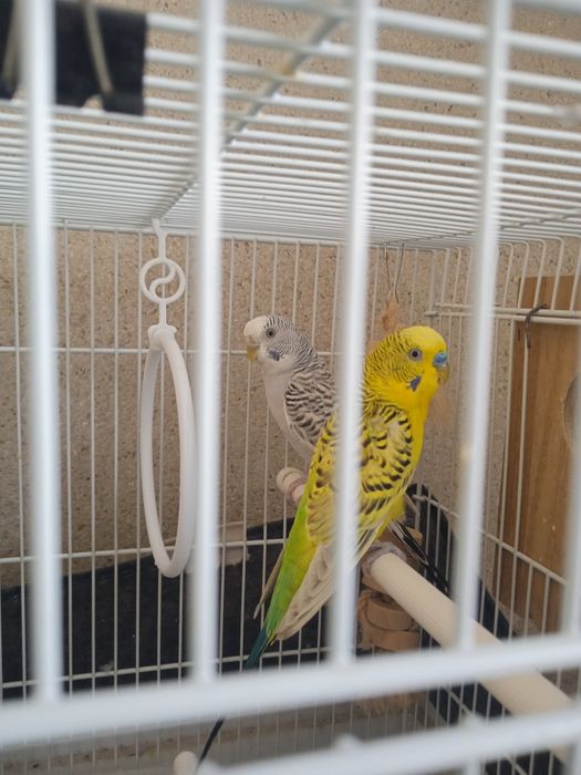 Casal de Piriquitos Australianos reprodutores