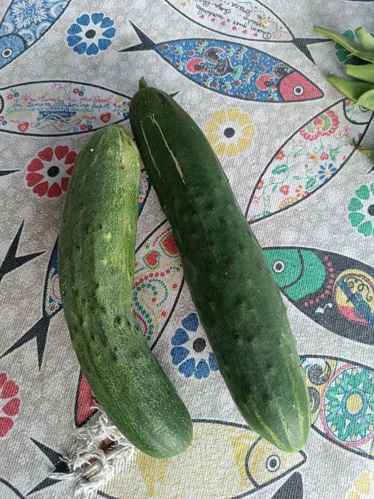 Produtos da horta
