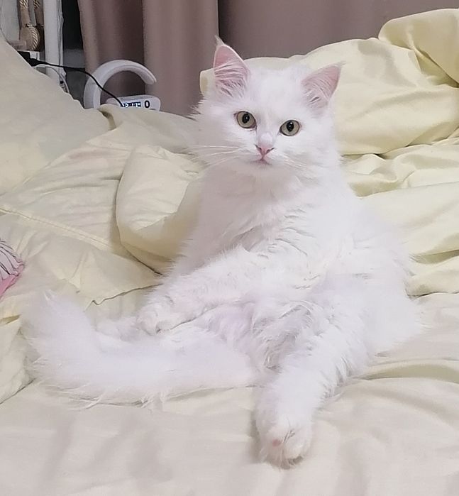 Шукаю кота породи біла ангорка для в'язки