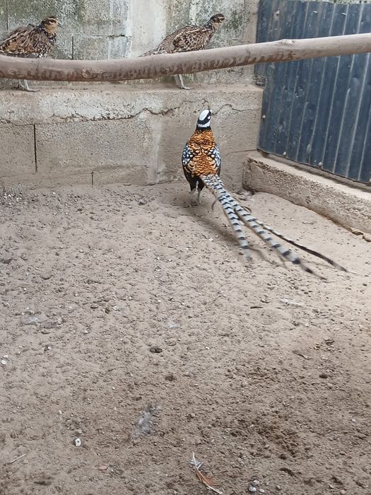 Tenho disponivel casais destes faisoes para venda