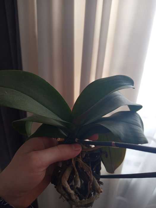 Орхідея в гарному стані