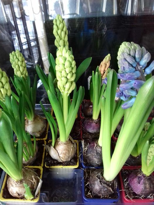 Гиацинт в горшочке