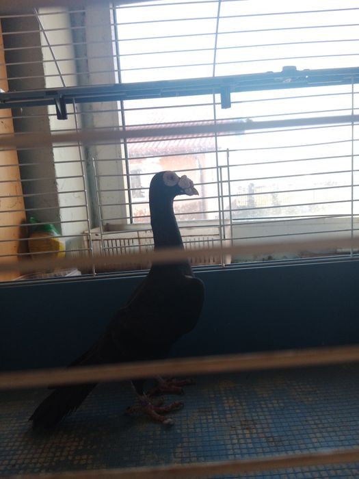 Gołębie kariery  2 samce