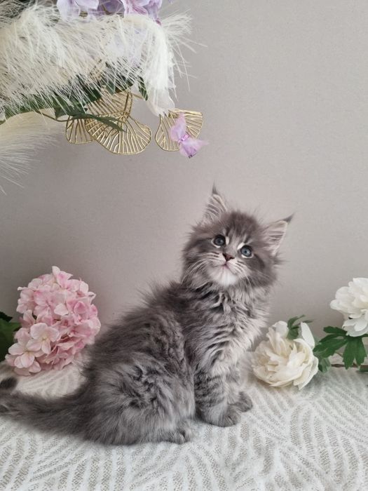 Maine Coon kocurek rodowód FPL