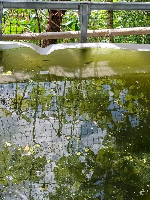 Peixes de aquário ou lago de água fria