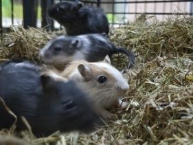 Młode Myszoskoczki.