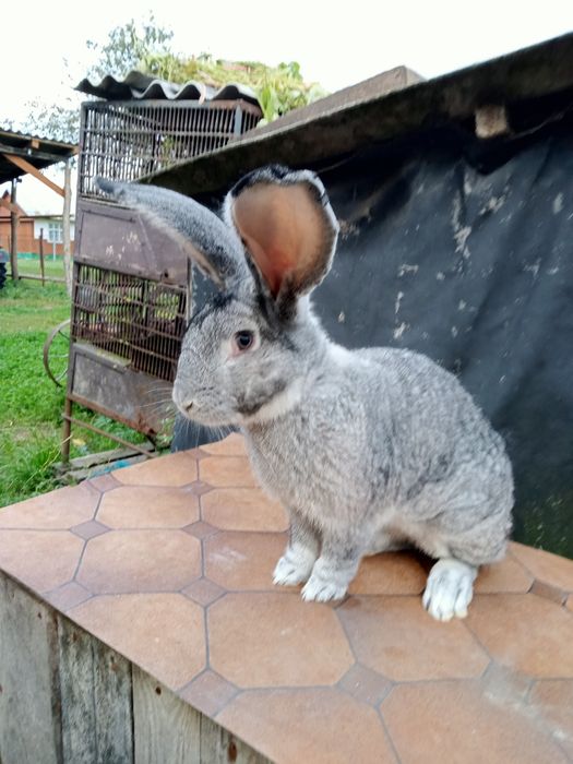 Самець Шиншила вік 9 міс