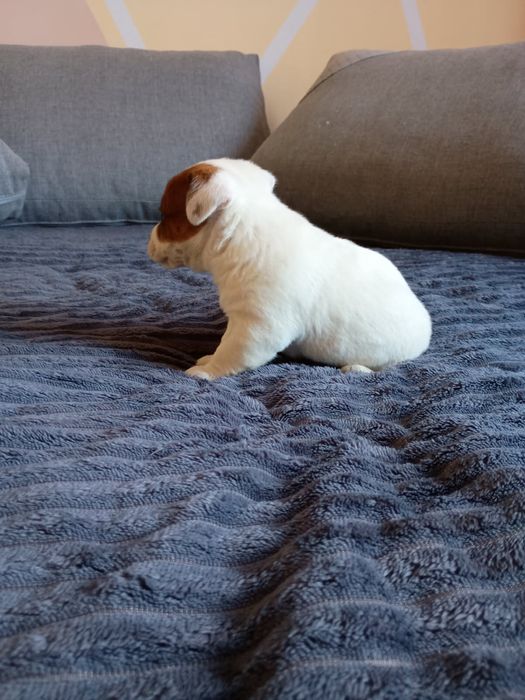 Jack Russell terrier Szczeniak