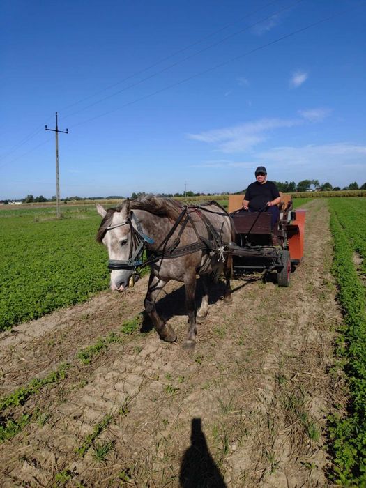 Zaprzęgana źrebna klacz ze źrebakiem