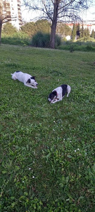 Alegria canina todos os dias