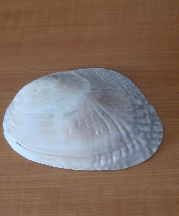 Concha para batismo (nova)