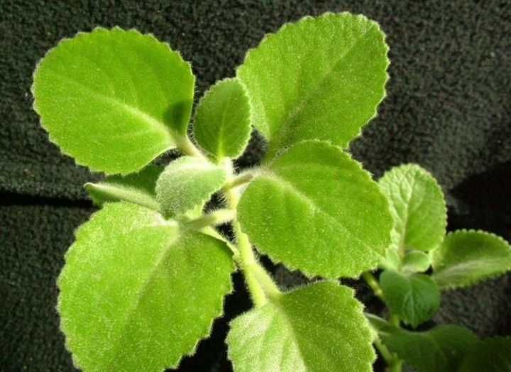 Продам мяту комнатную