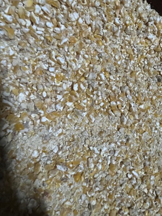 Kasza kukurydziana kukurydza mielona