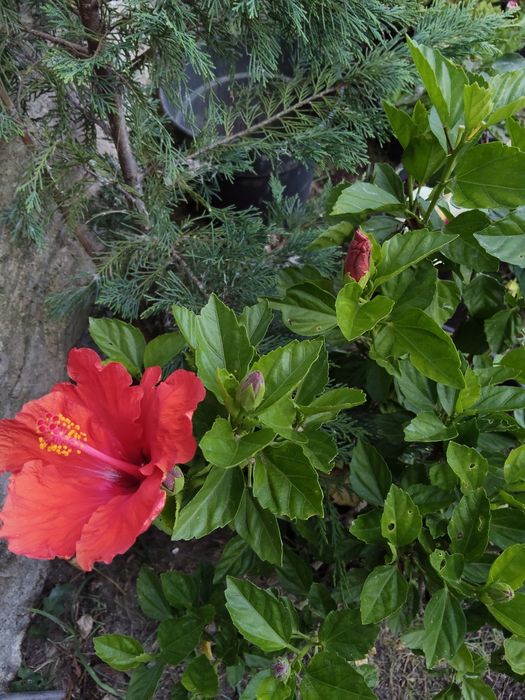 Vendo 2 Hibiscos. Preço dos 2