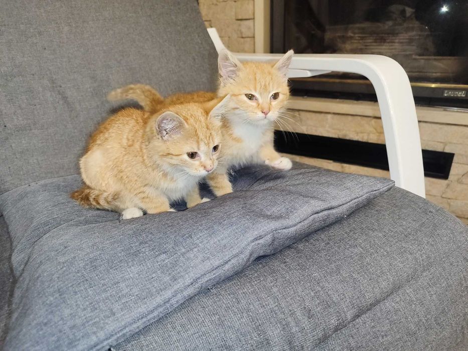 Кошеня, руде Таббі