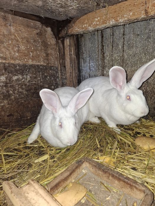Królik biały mięsny