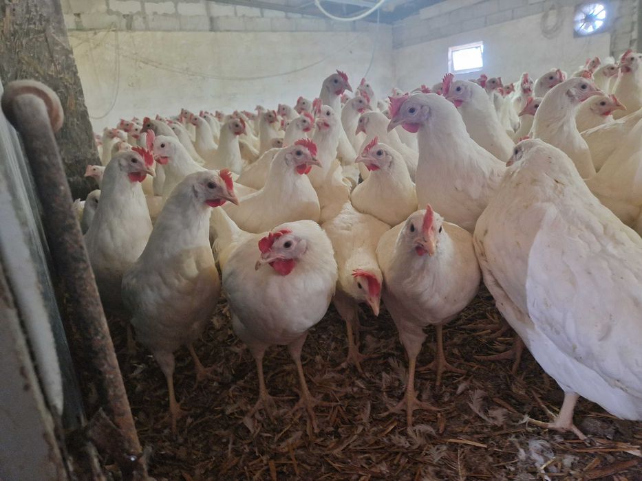 Kury nioski Tetra biała dowóz Gratis