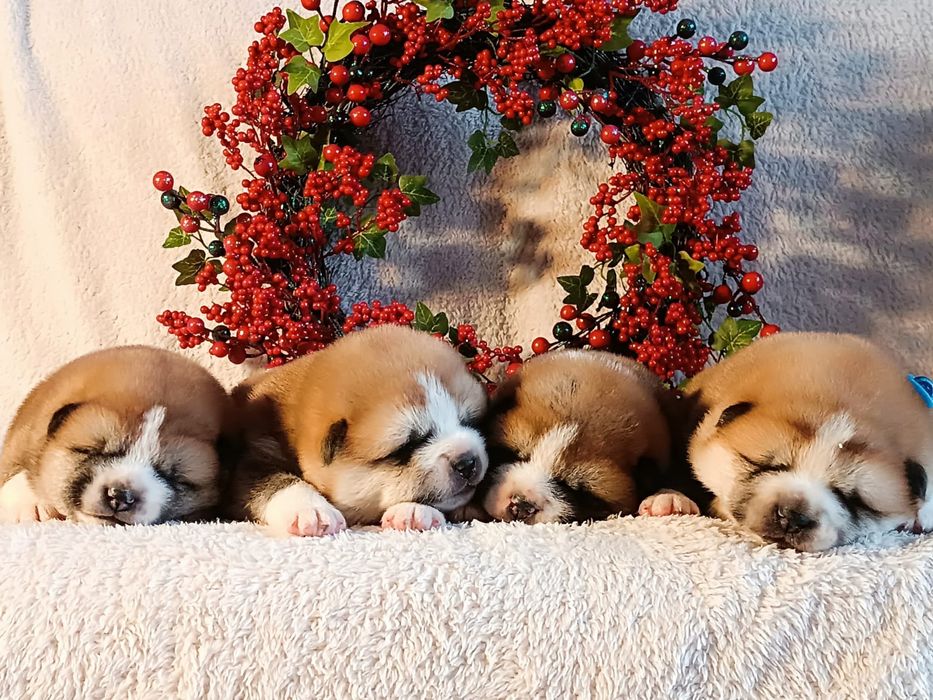 Szczenię Akita Inu FCI