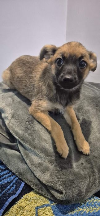 Szczeniaki około 3 miesiące