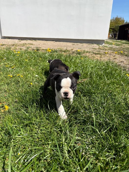 Boston terrier piesek