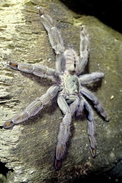 Ptasznik psalmopeus cambridgei - samica