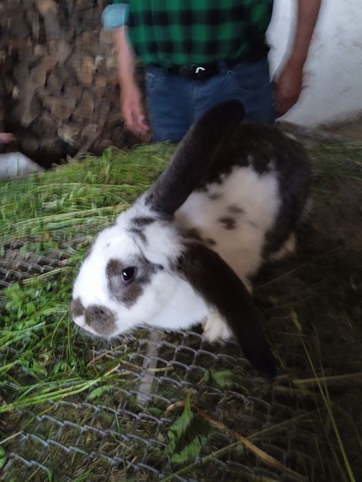 Sprzedam 18 sztuk pięknych króli