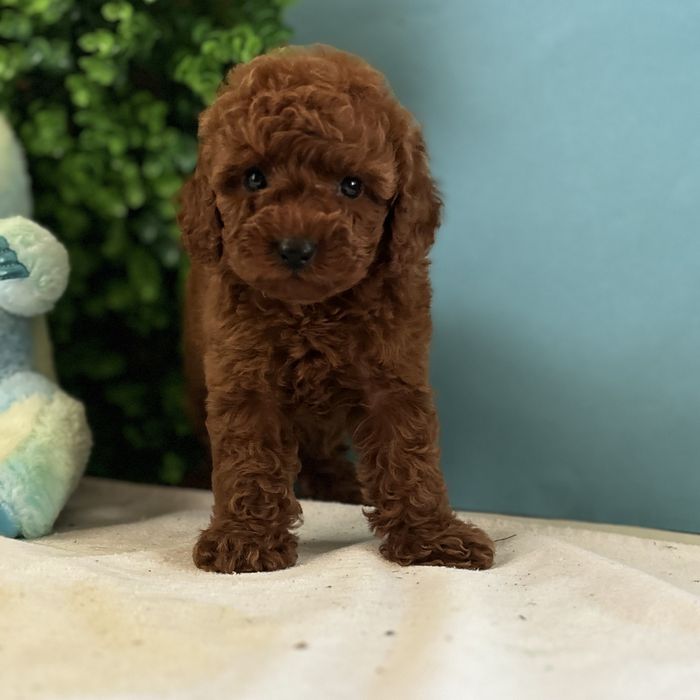 ляльковий хлопчик у забарвленні Red Braun