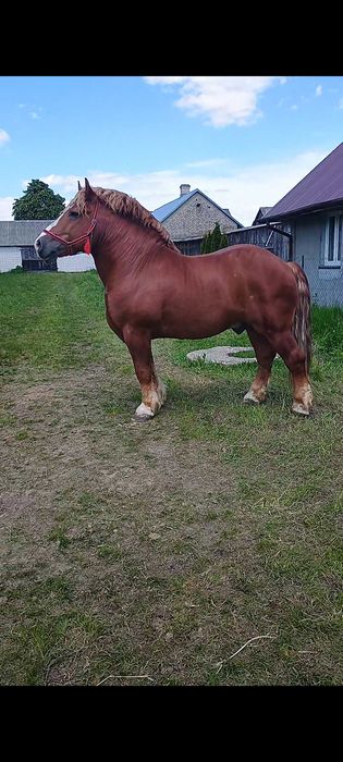 Ogier zimnokrwisty pkz stanówka 2026