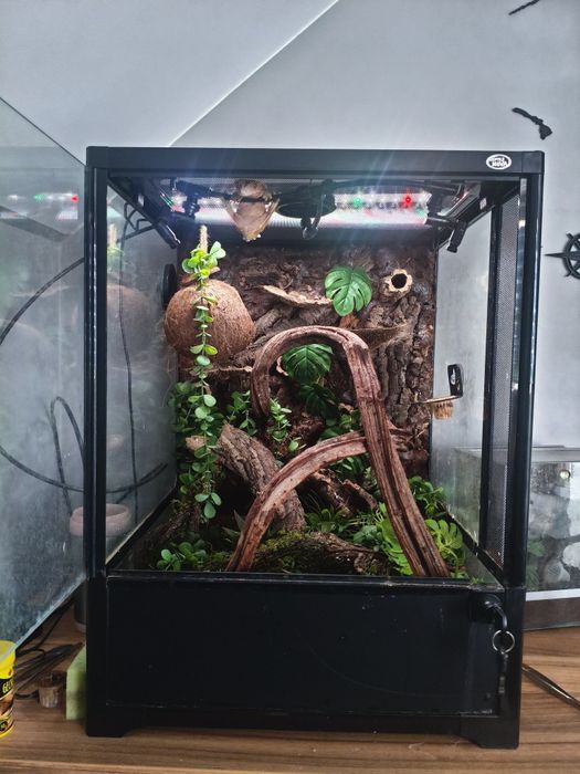 Terrarium + 2 gekony orzęsione