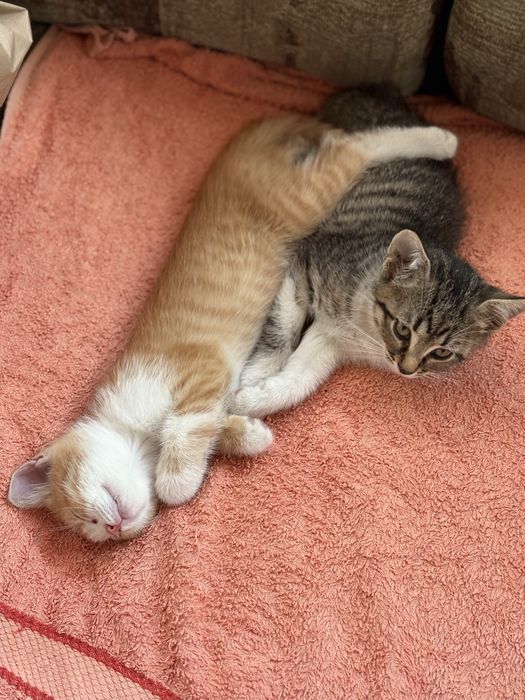 Безкоштовно, котики шукають дім