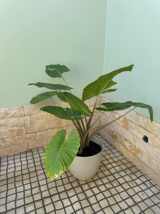 Vaso com alocasias orelhas de elefante